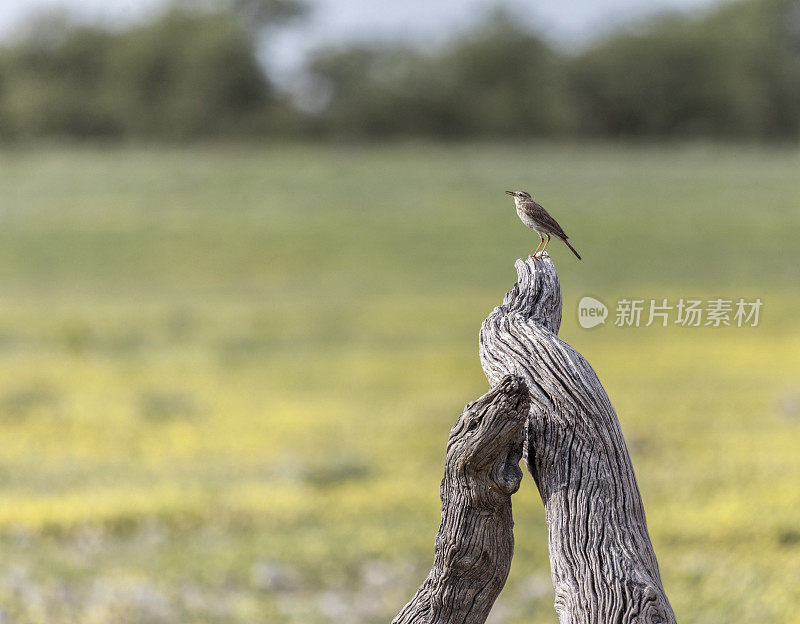 非洲/草原/草原Pipit, Anthus cinnamomeus;Etosha_N.P。，纳米比亚，非洲